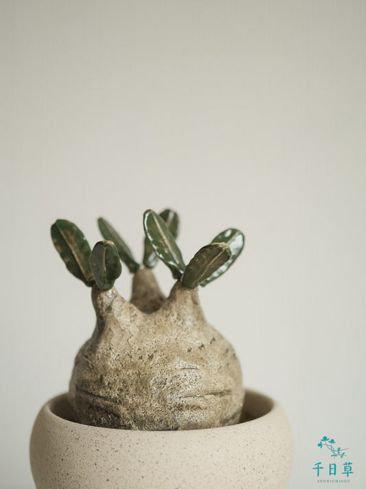 【陶植】グラキリス