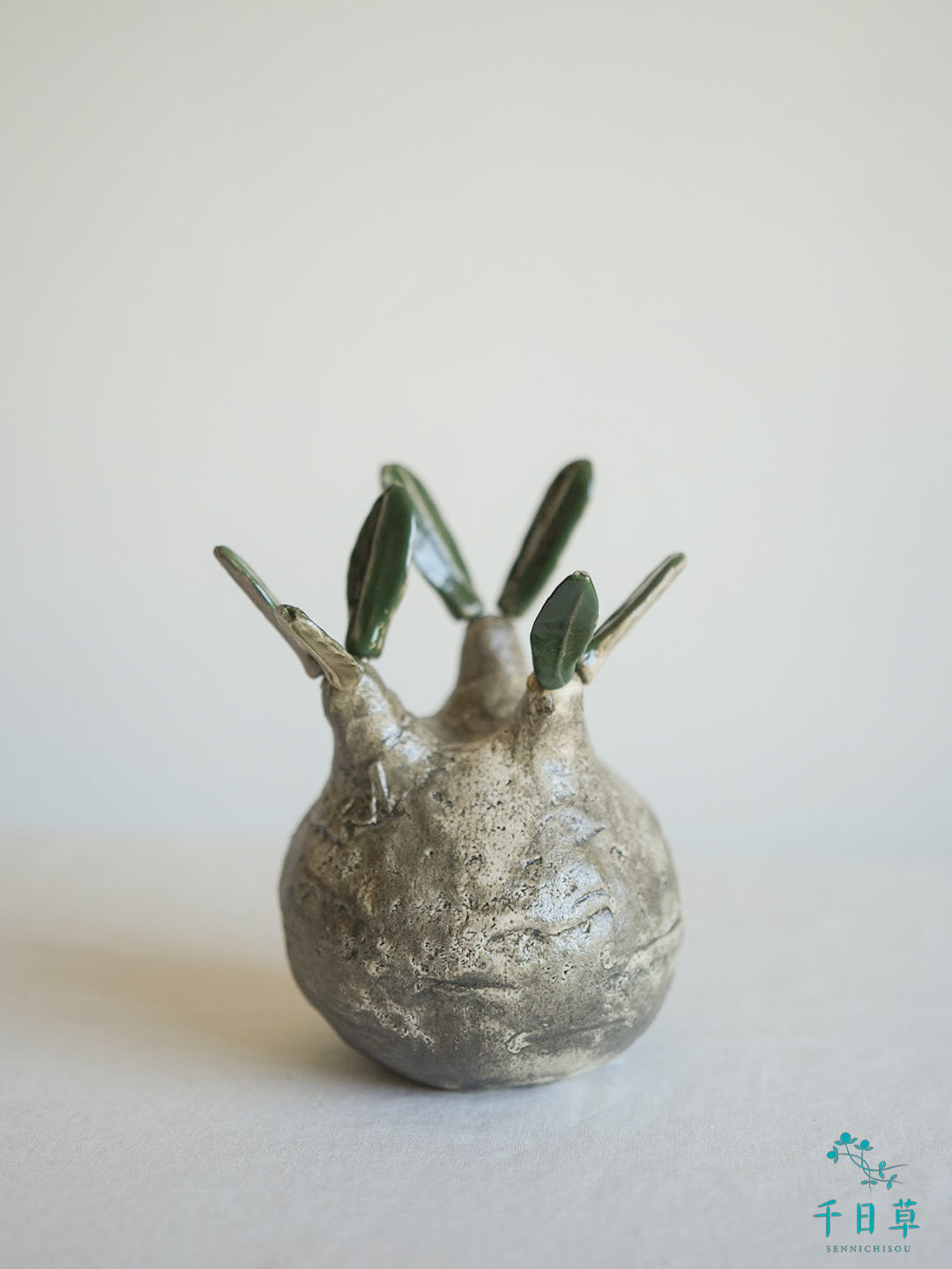 【陶植】グラキリス