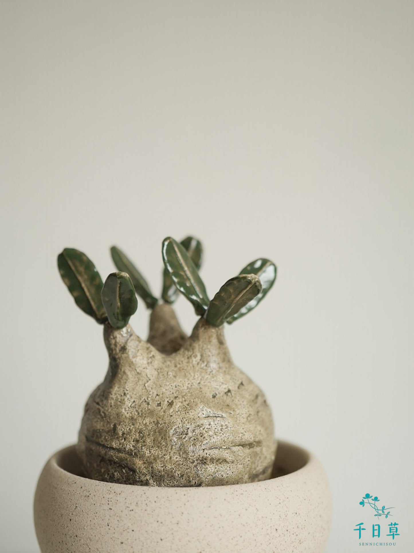 【陶植】グラキリス