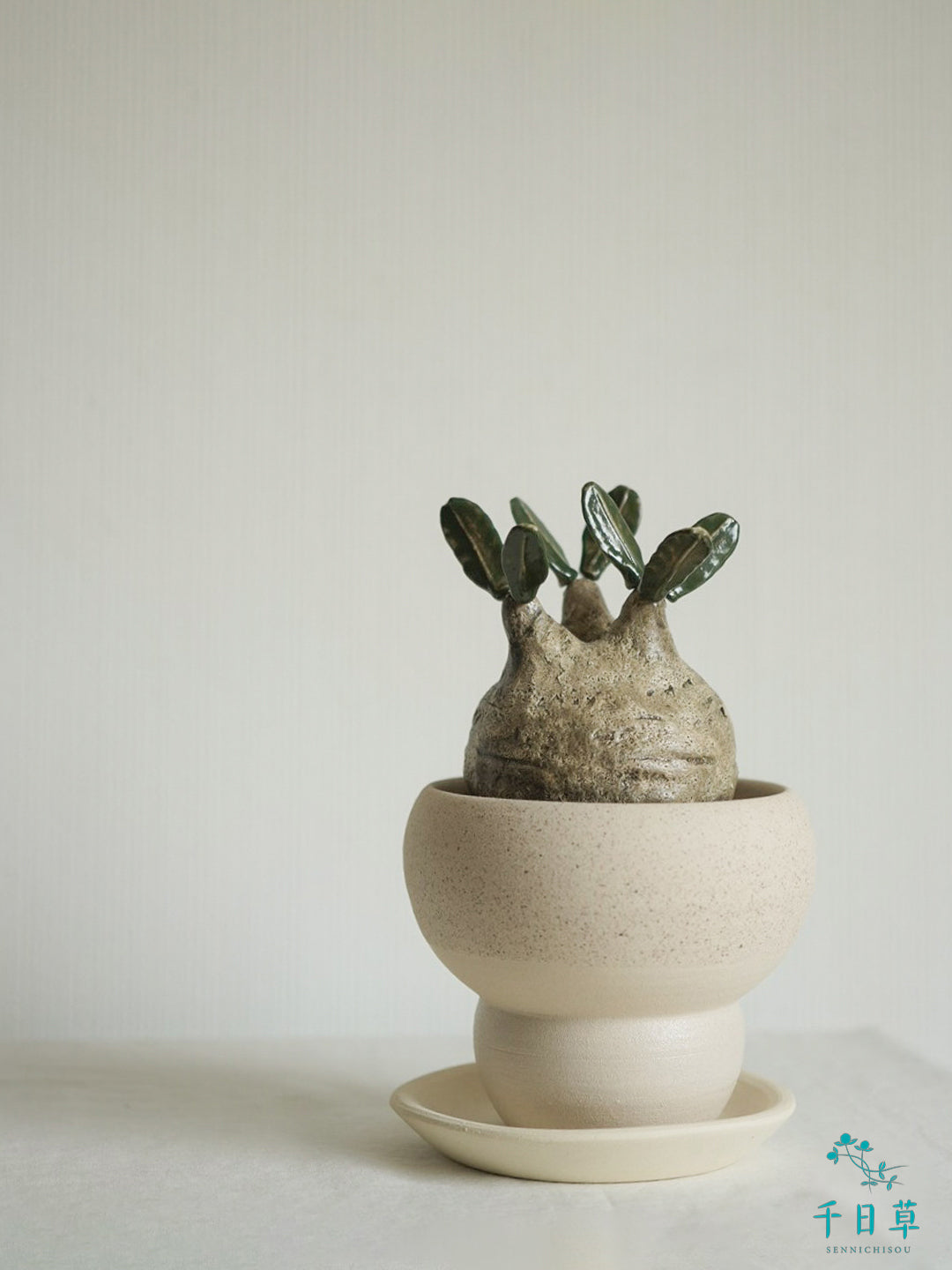 【陶植】グラキリス