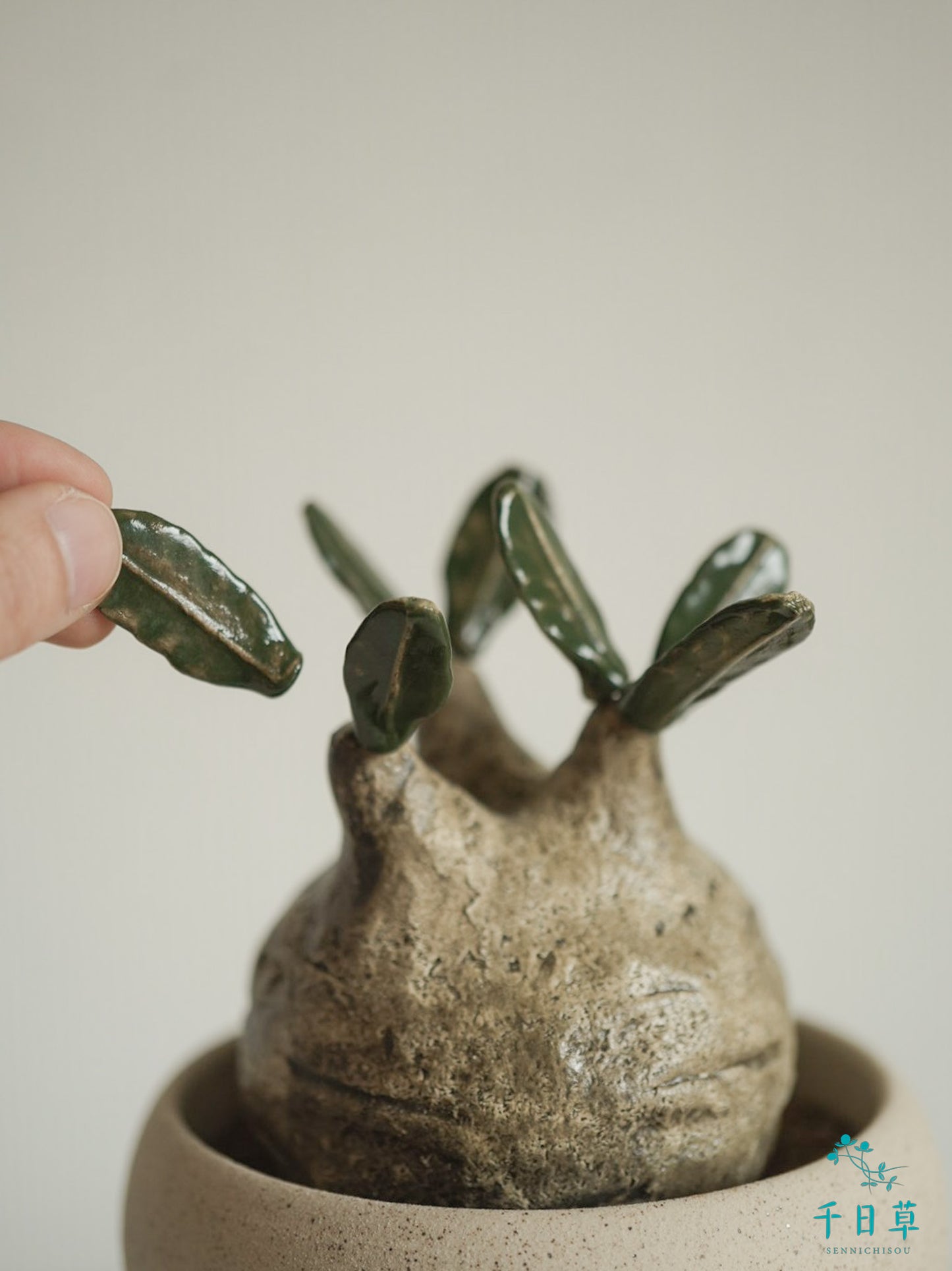 【陶植】グラキリス