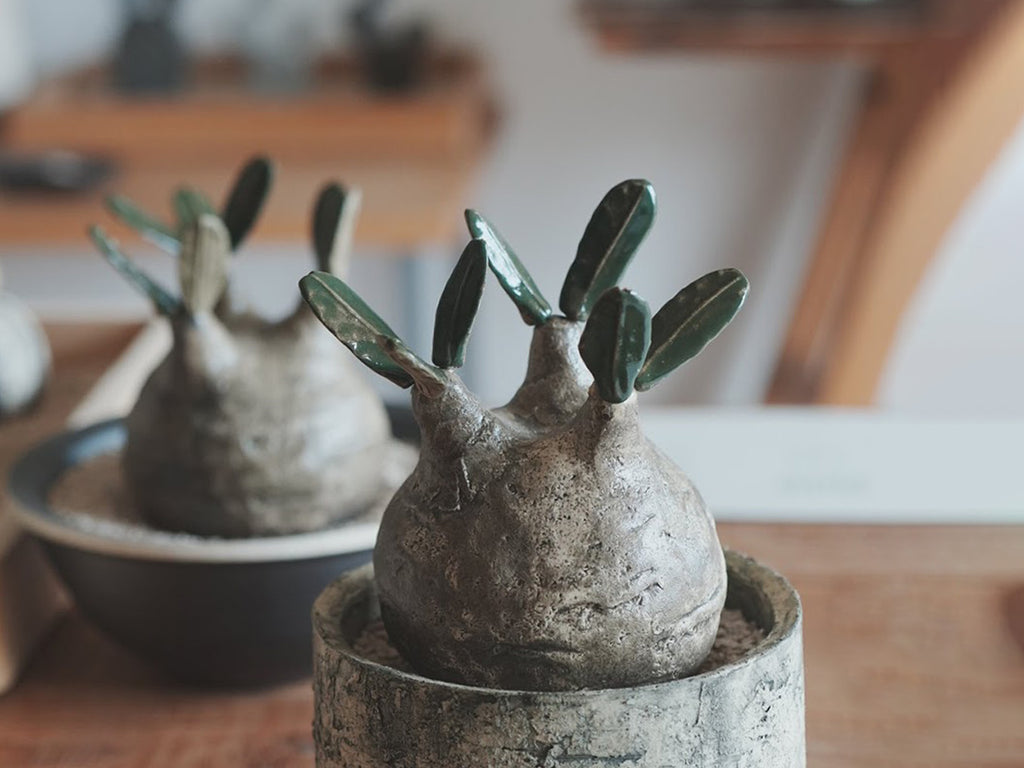 STUDIO.ZOK – 千日草